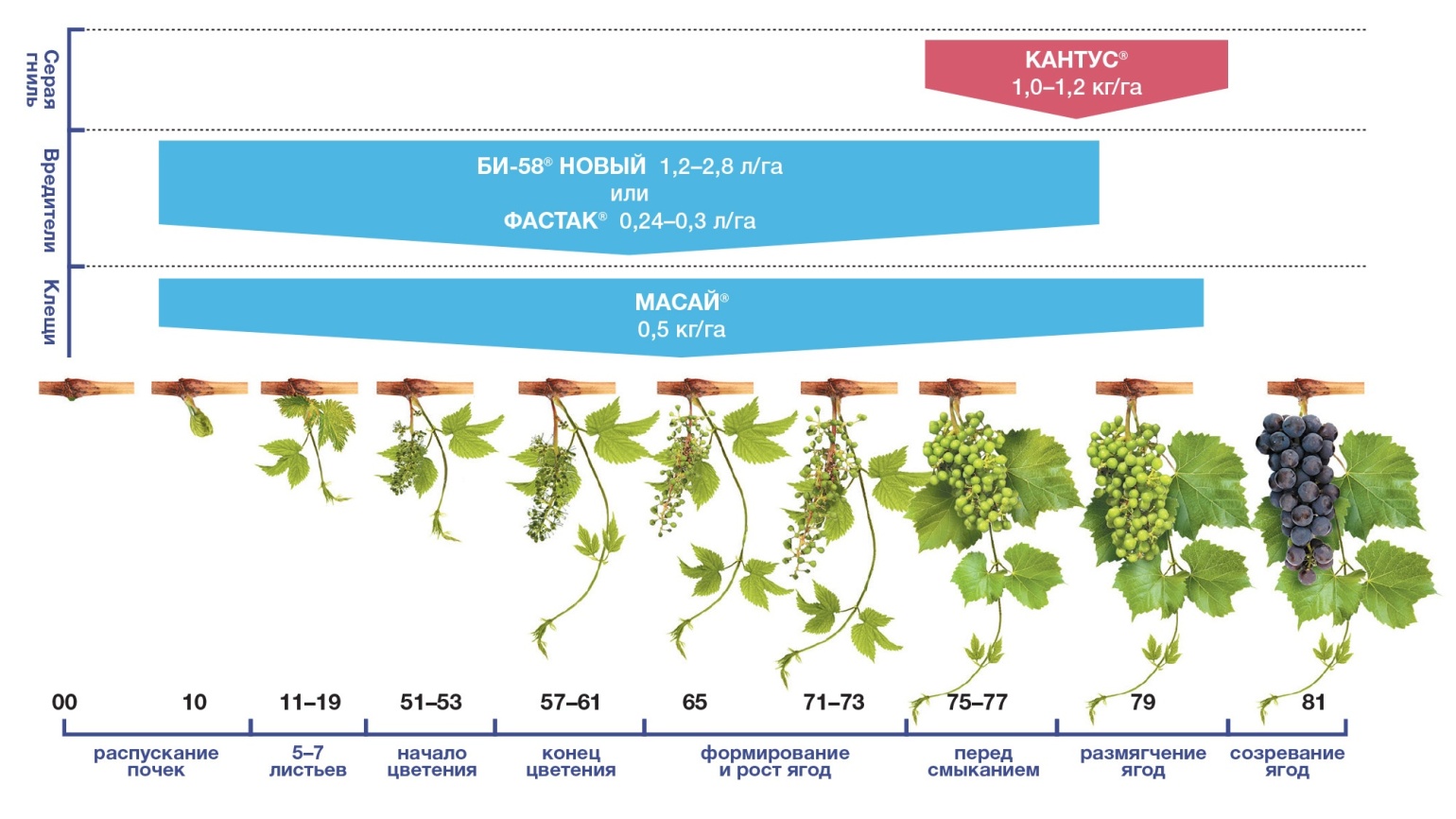 Схема винограда тест пройти