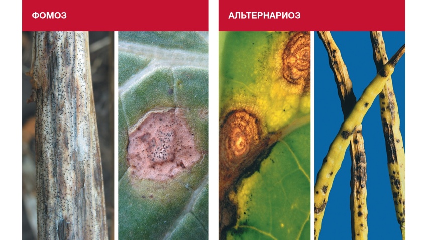 jamur helminthosporium sp hogyan lehet felismerni a papilloma vírus emberét