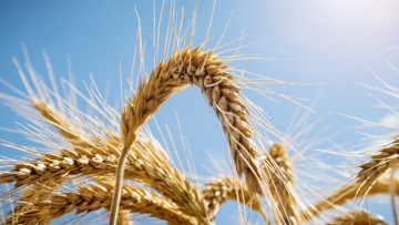 Прайс-лист BASF на СЗР