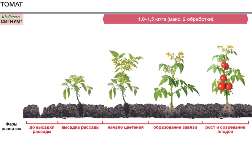 Опис фунгіциду Сігнум