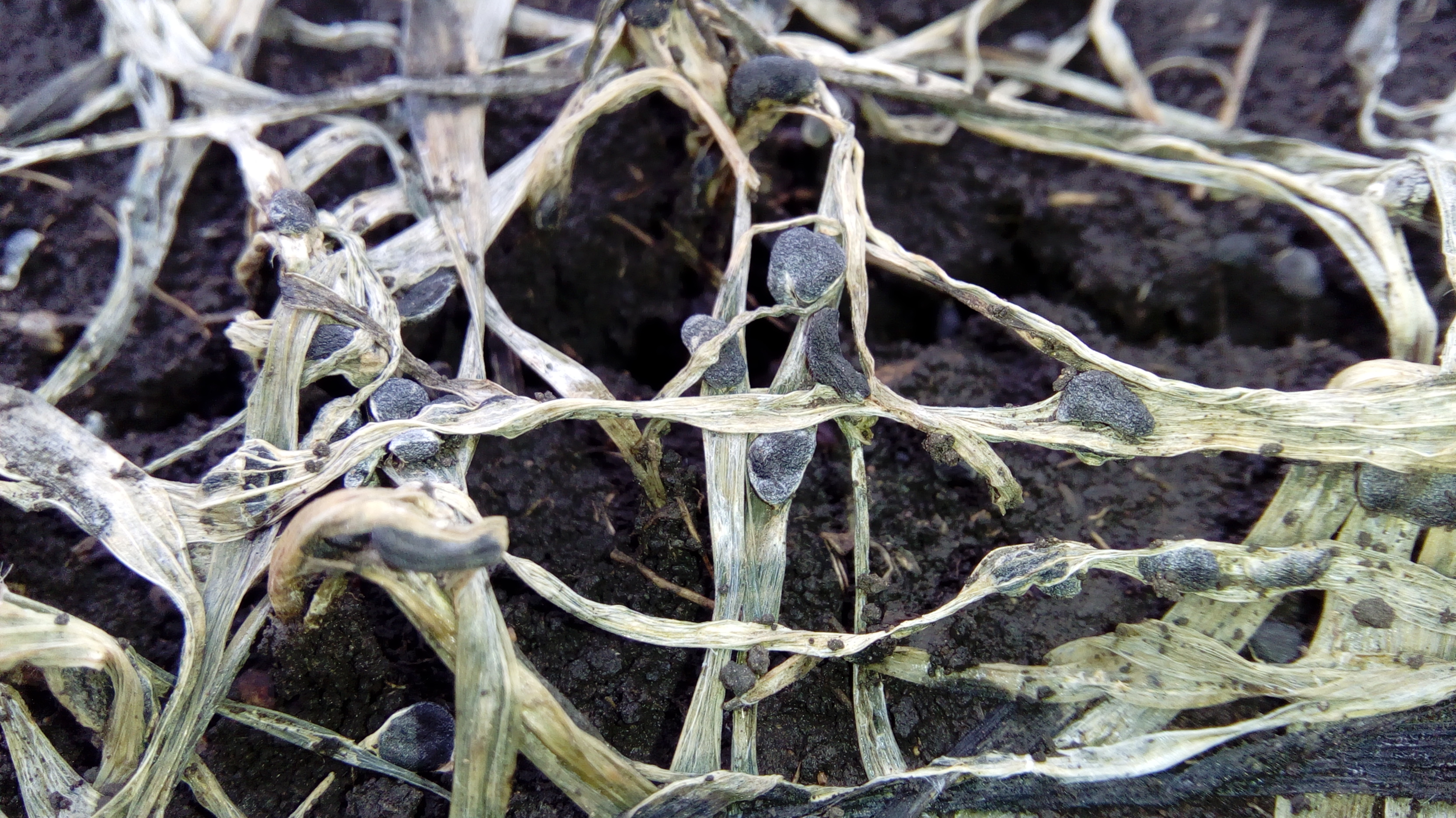 Склеротиниоз 