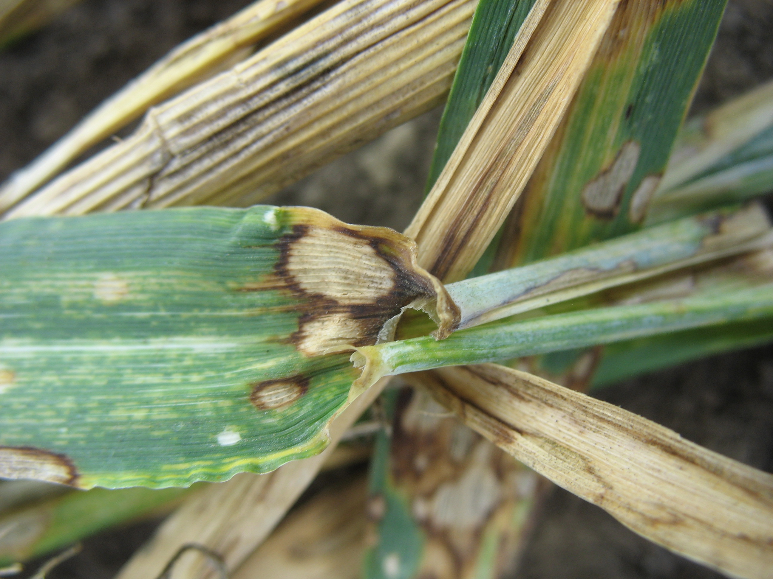 Ринхоспориоз (окаймляющая пятнистость)