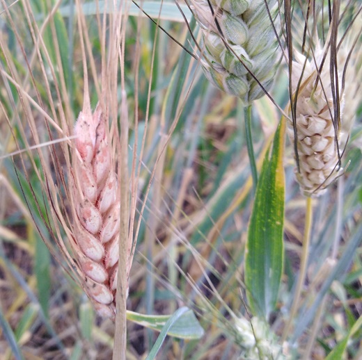 Фузариоз колоса