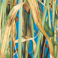 Полосатая пятнистость