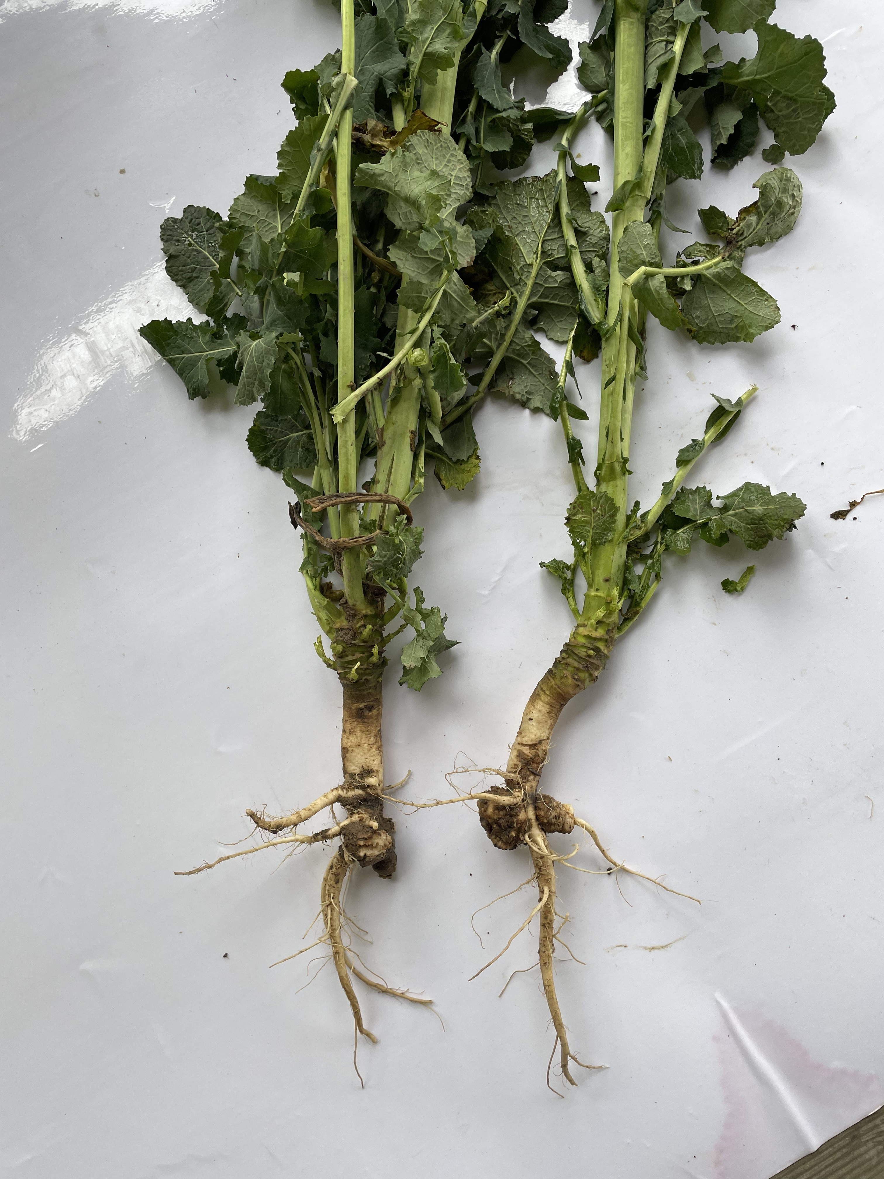 Кила капусты (рапса)