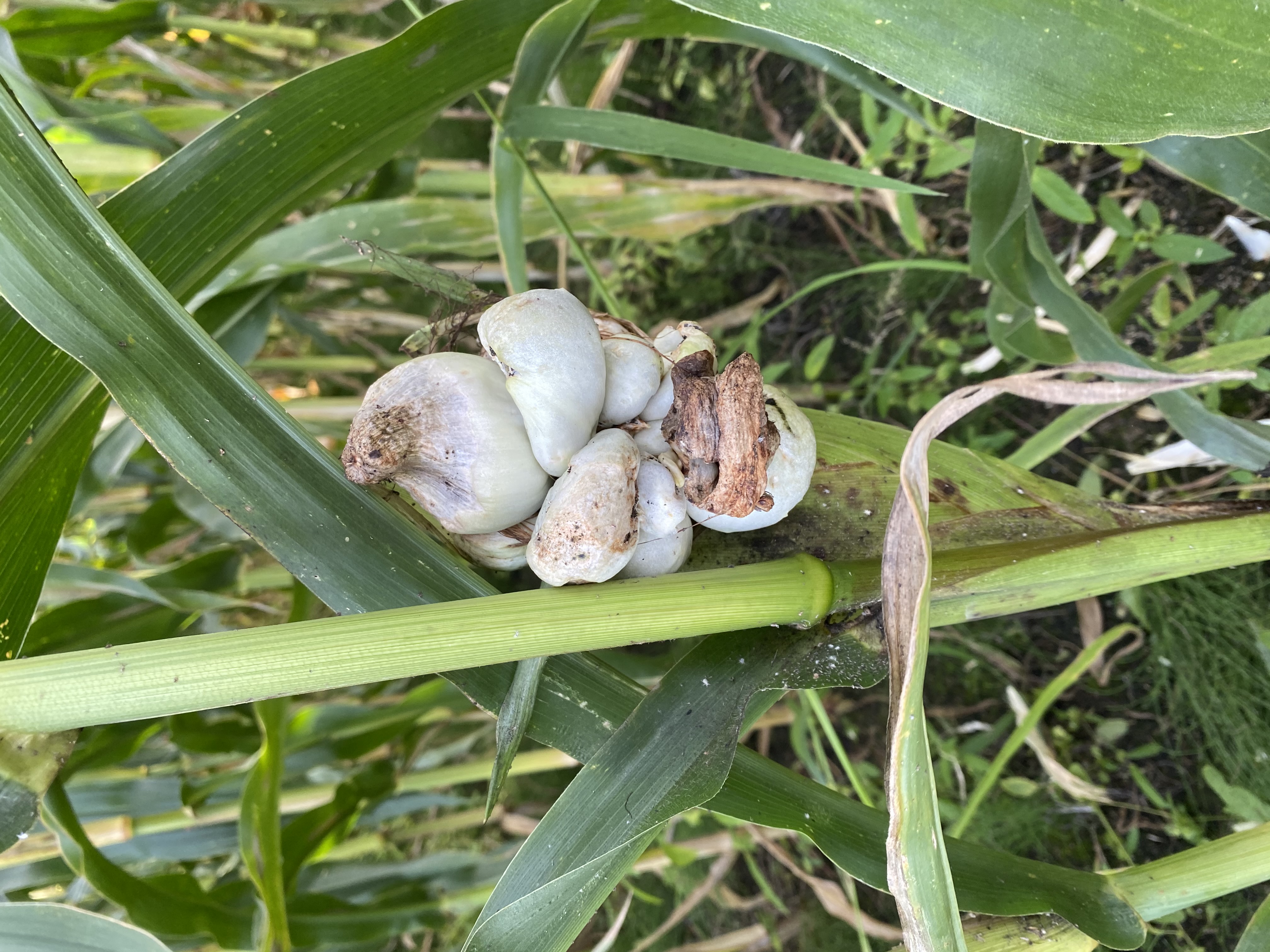 Пузырчатая головня