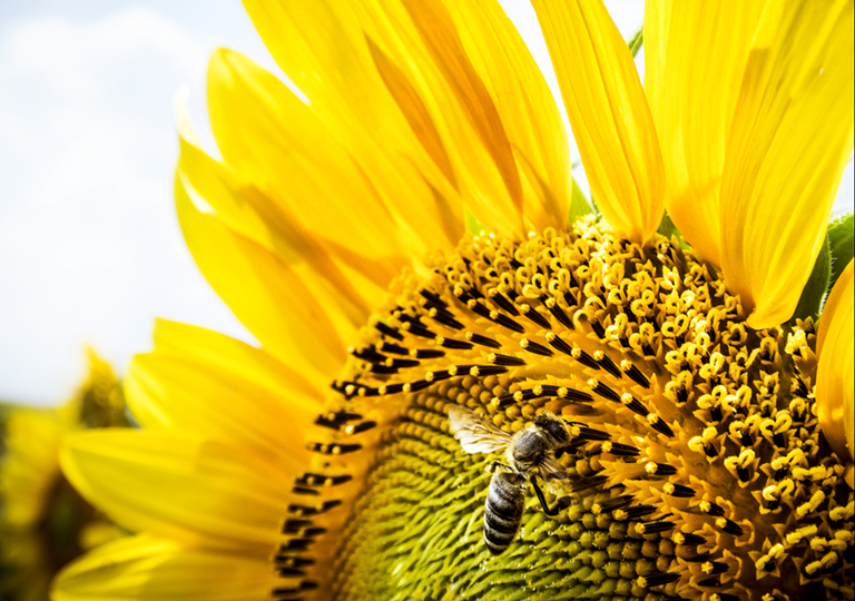 ЗАРАЗИХА. СТОП! — ВЕБИНАР 