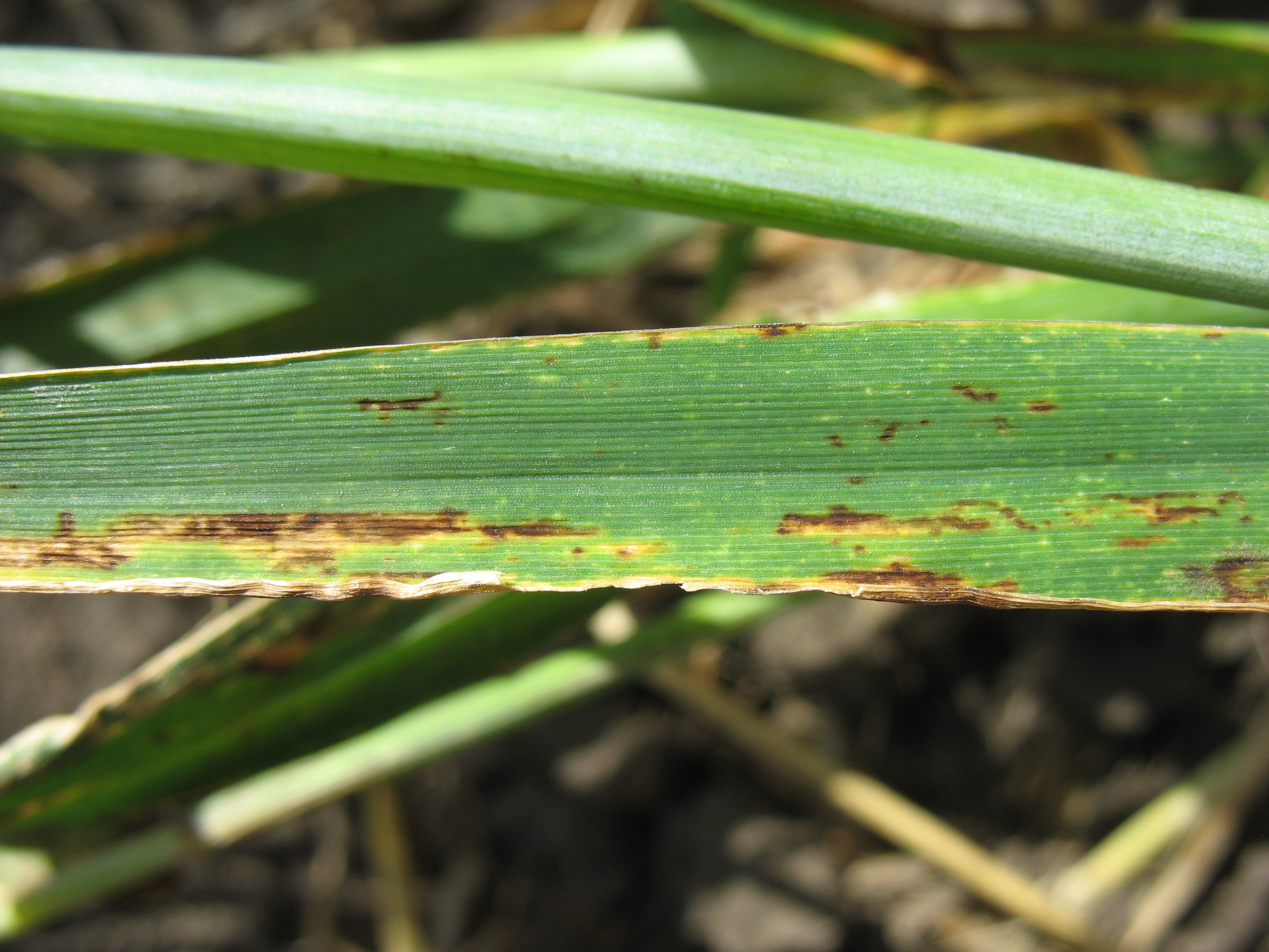 Сетчатая пятнистость