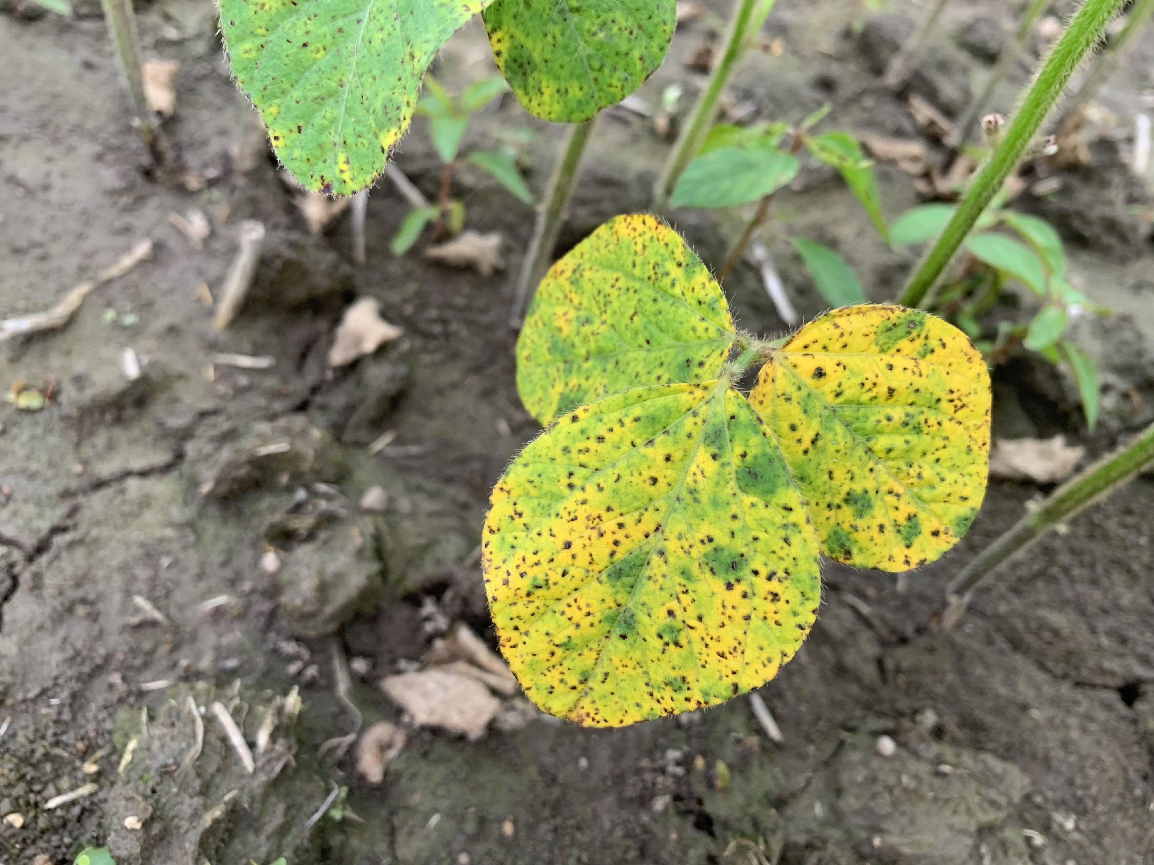 Септориоз сои (ржавая пятнистость)