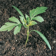 Череда трехраздельная