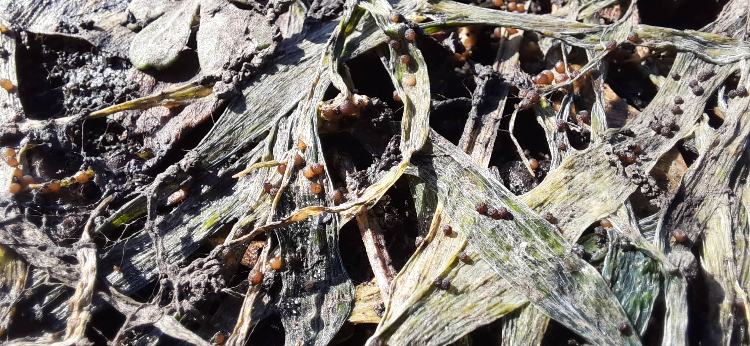 Тифулез (Тифулезная снежная плесень)