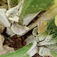 Ризоктониозная корневая гниль