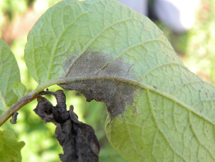 Фузариоз (Сухая гниль)