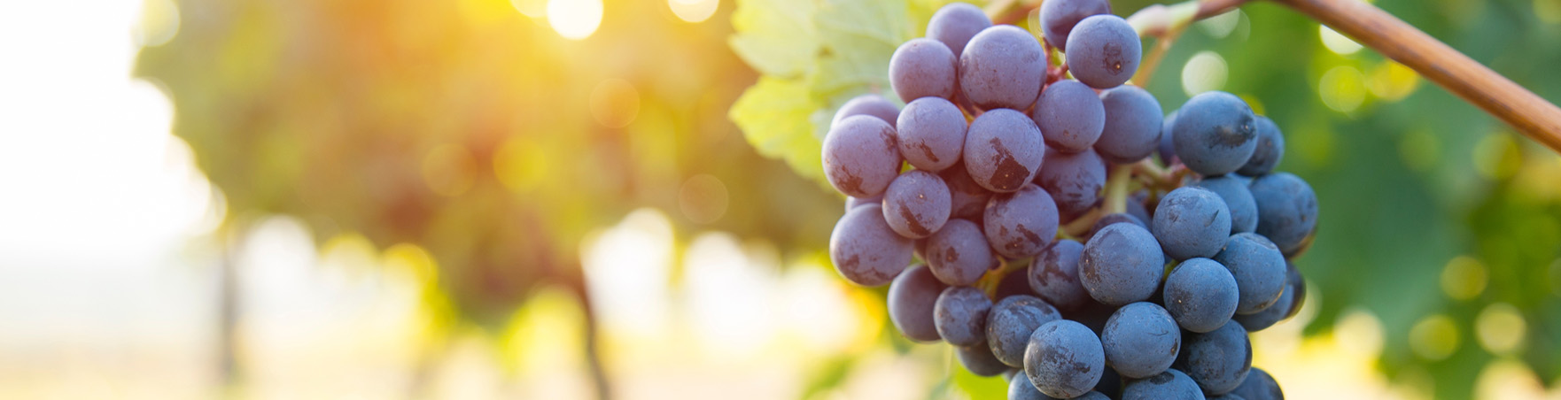Виноград