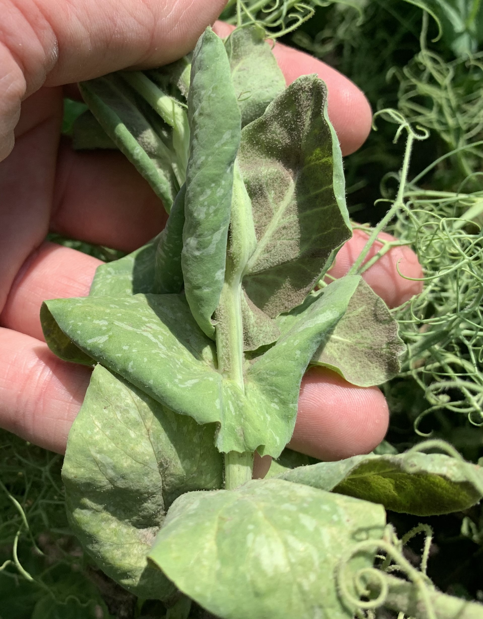 Ложная мучнистая роса (пероноспороз)