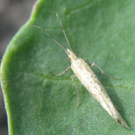 Капустная моль