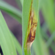 Сетчатая пятнистость