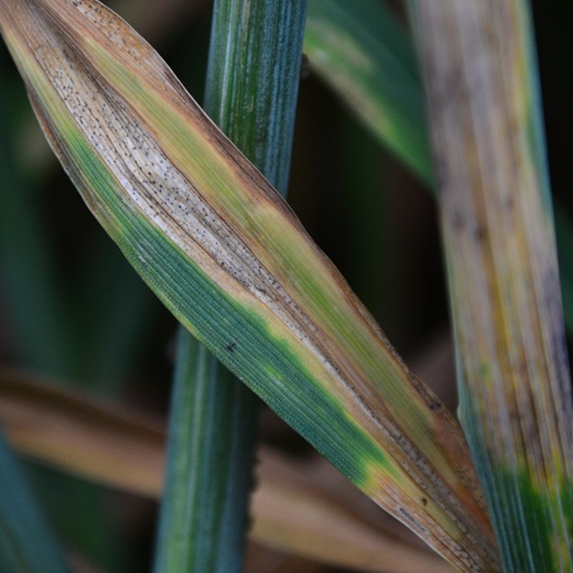 Септориоз листьев, колоса