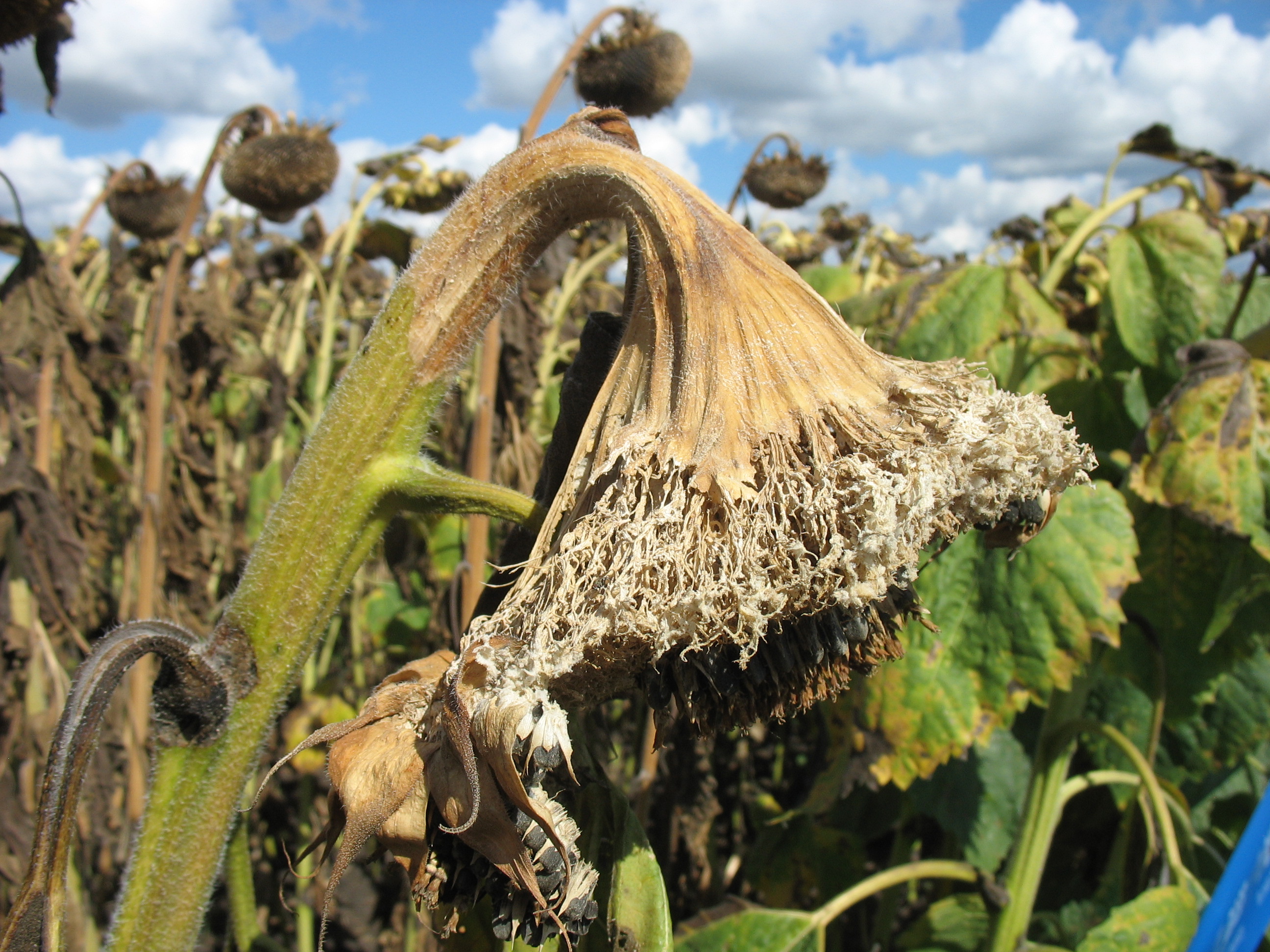 Склеротиниоз (белая гниль)