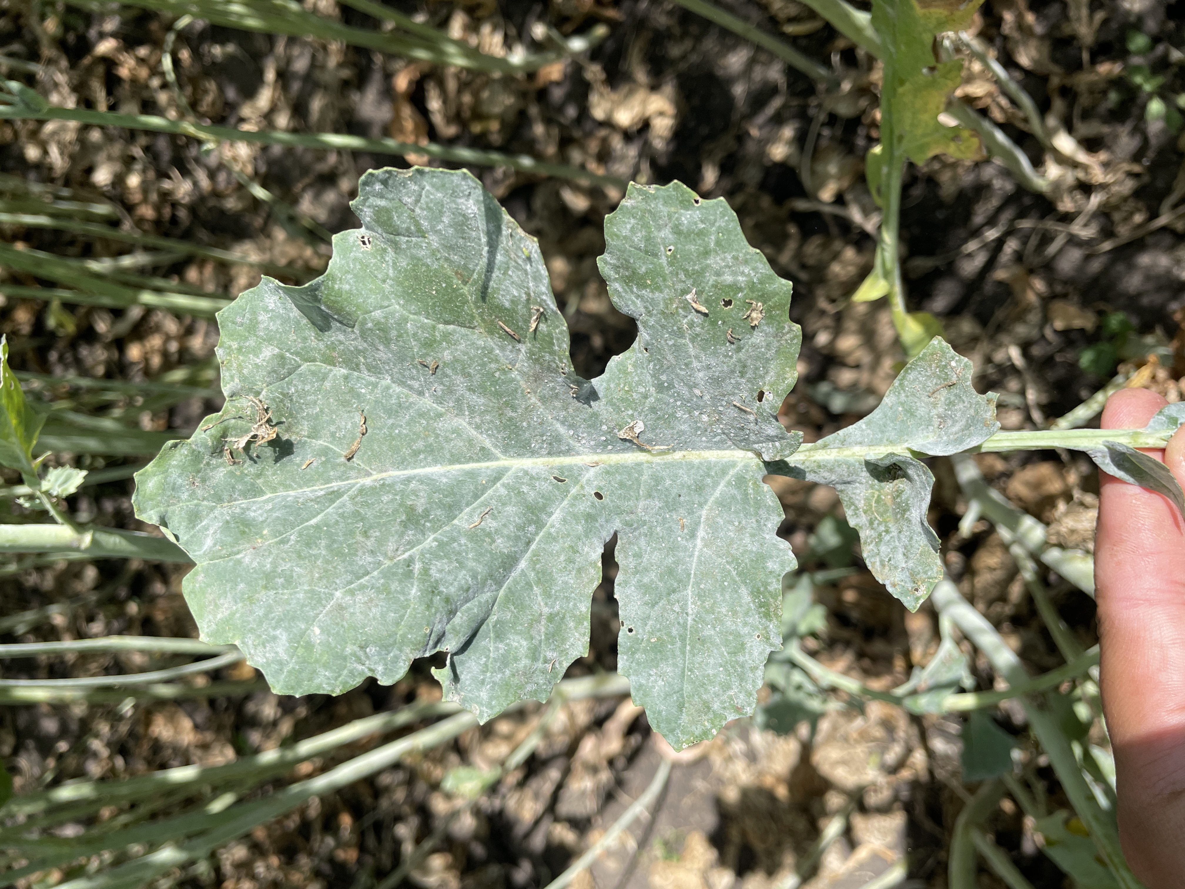 Мучнистая роса