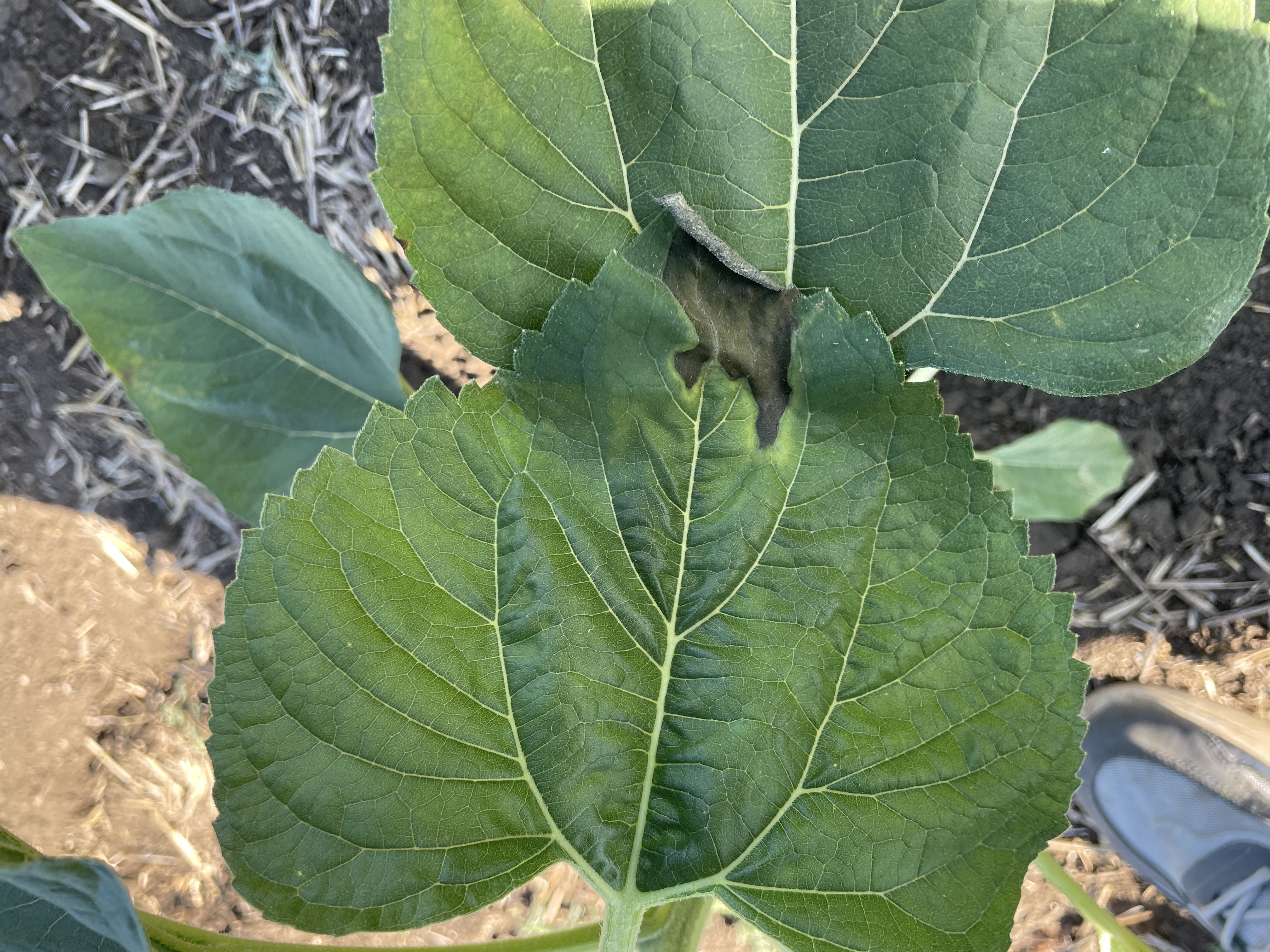 Бактериальное увядание