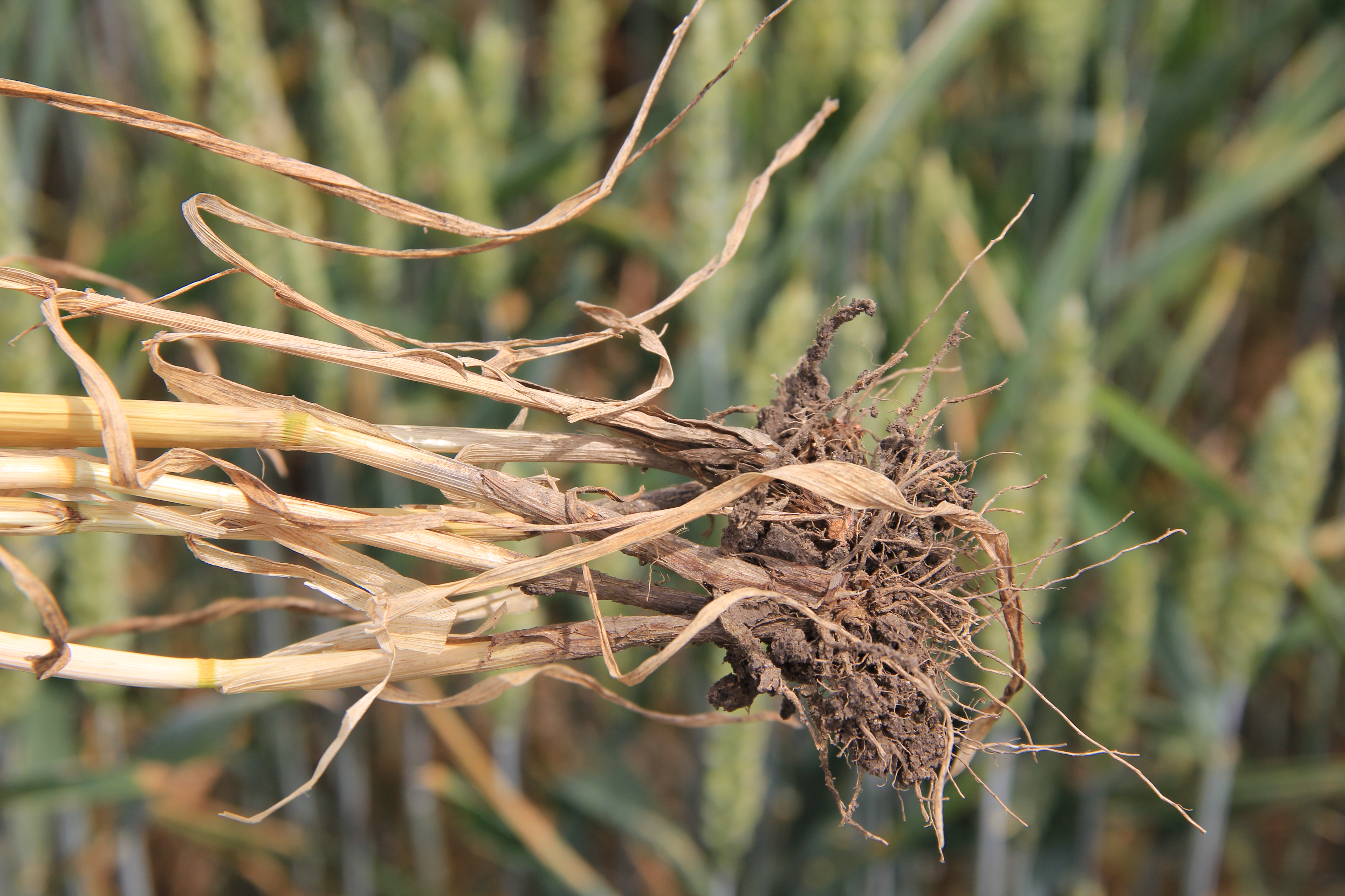 Гельминтоспориозная корневая гниль