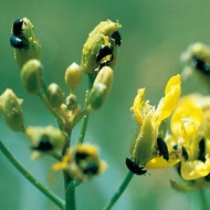 Рапсовый цветоед