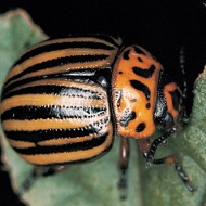 Колорадский жук