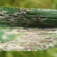 Мучнистая роса