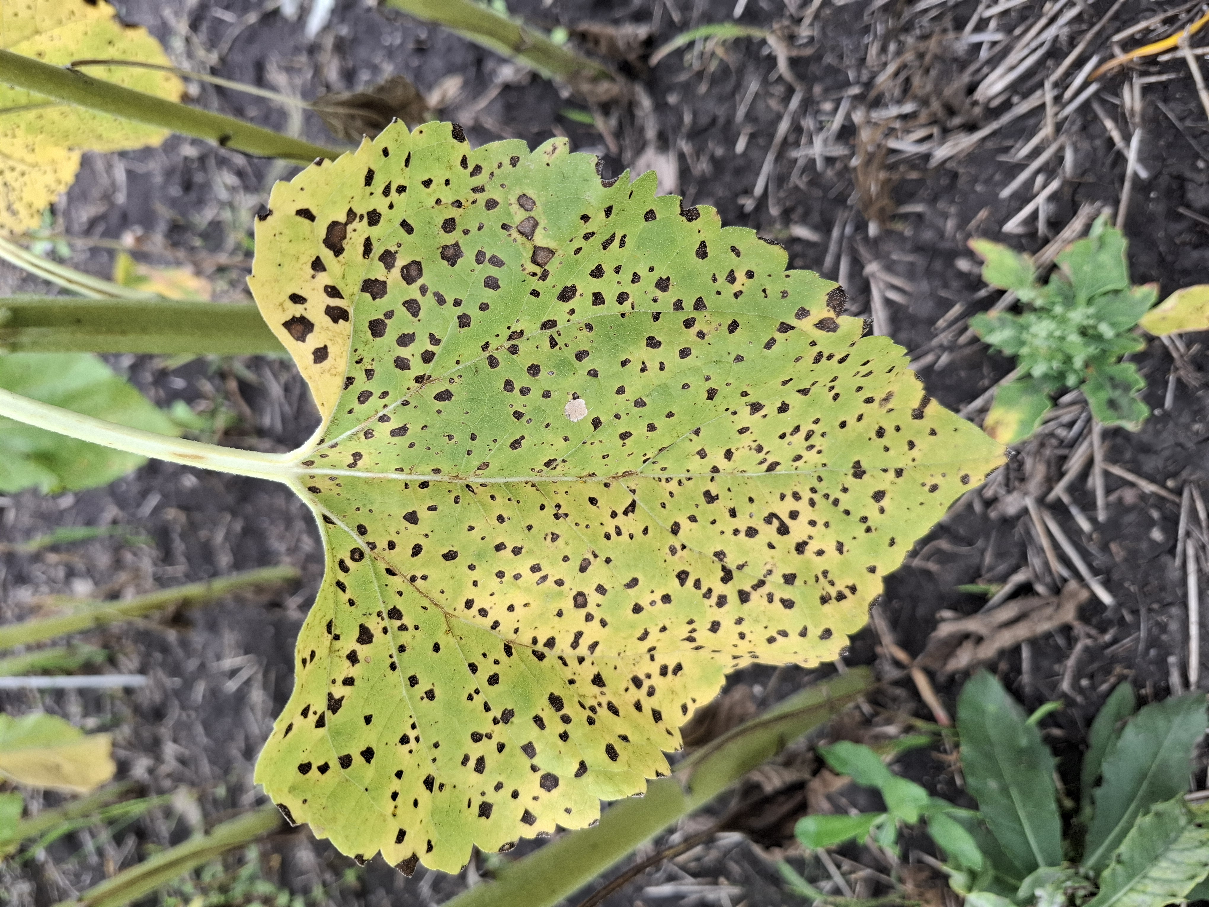 Альтернариоз