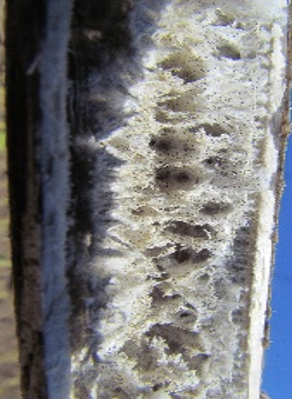 Пепельная гниль