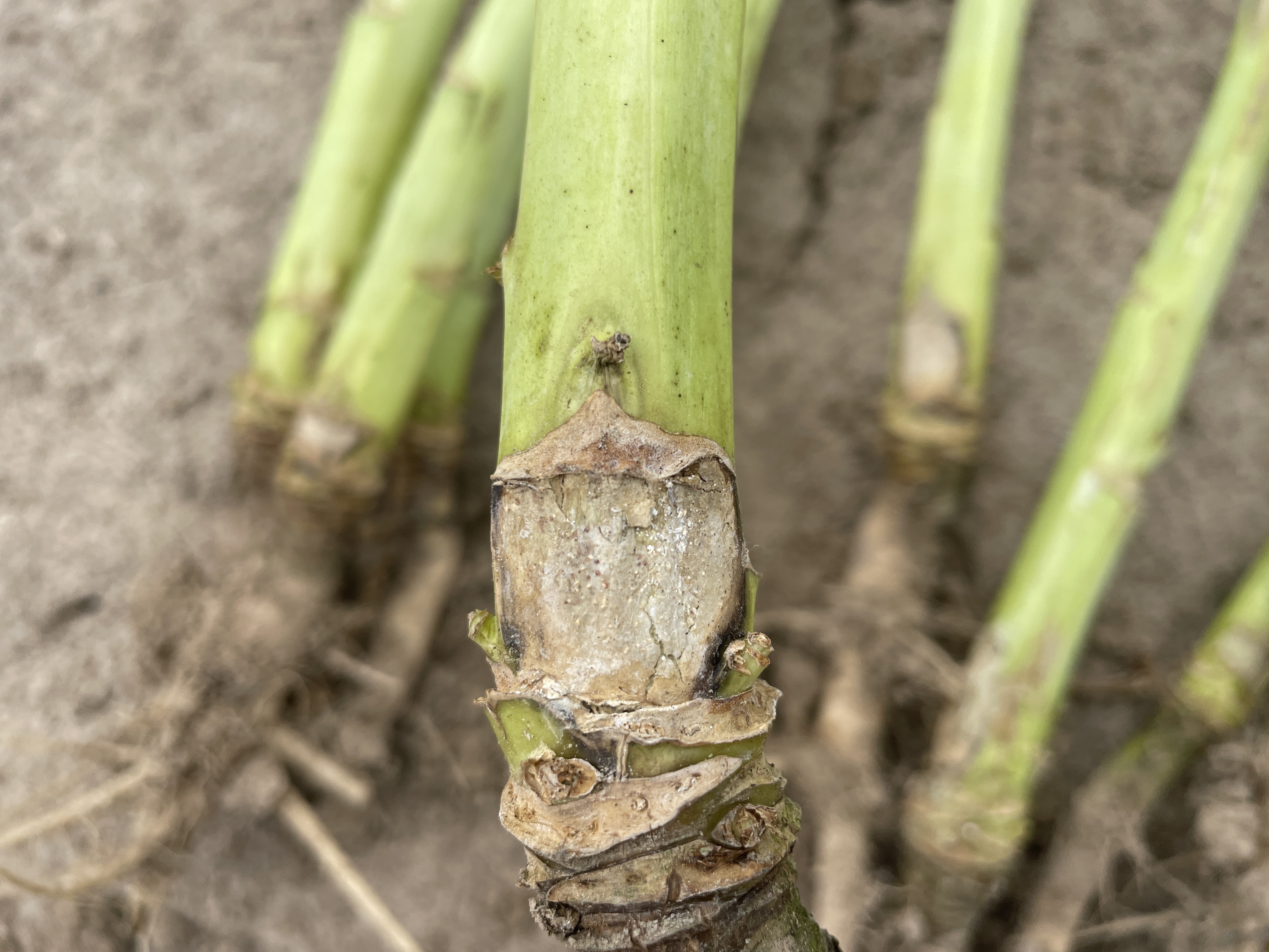 Фомоз (сухая гниль стеблей рапса)