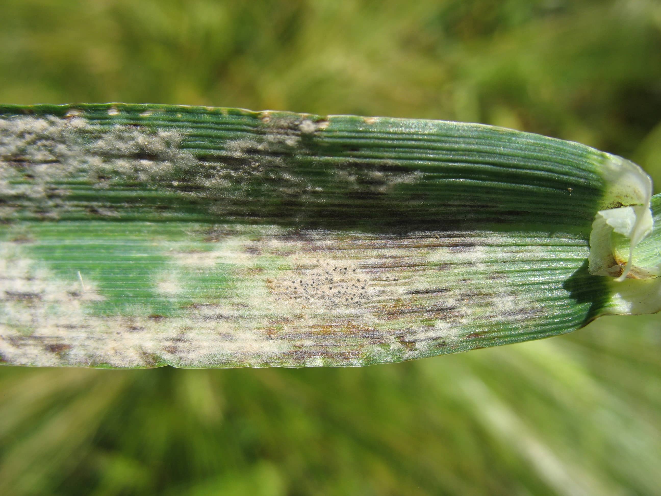 Мучнистая роса