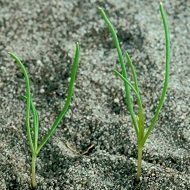 Торица полевая