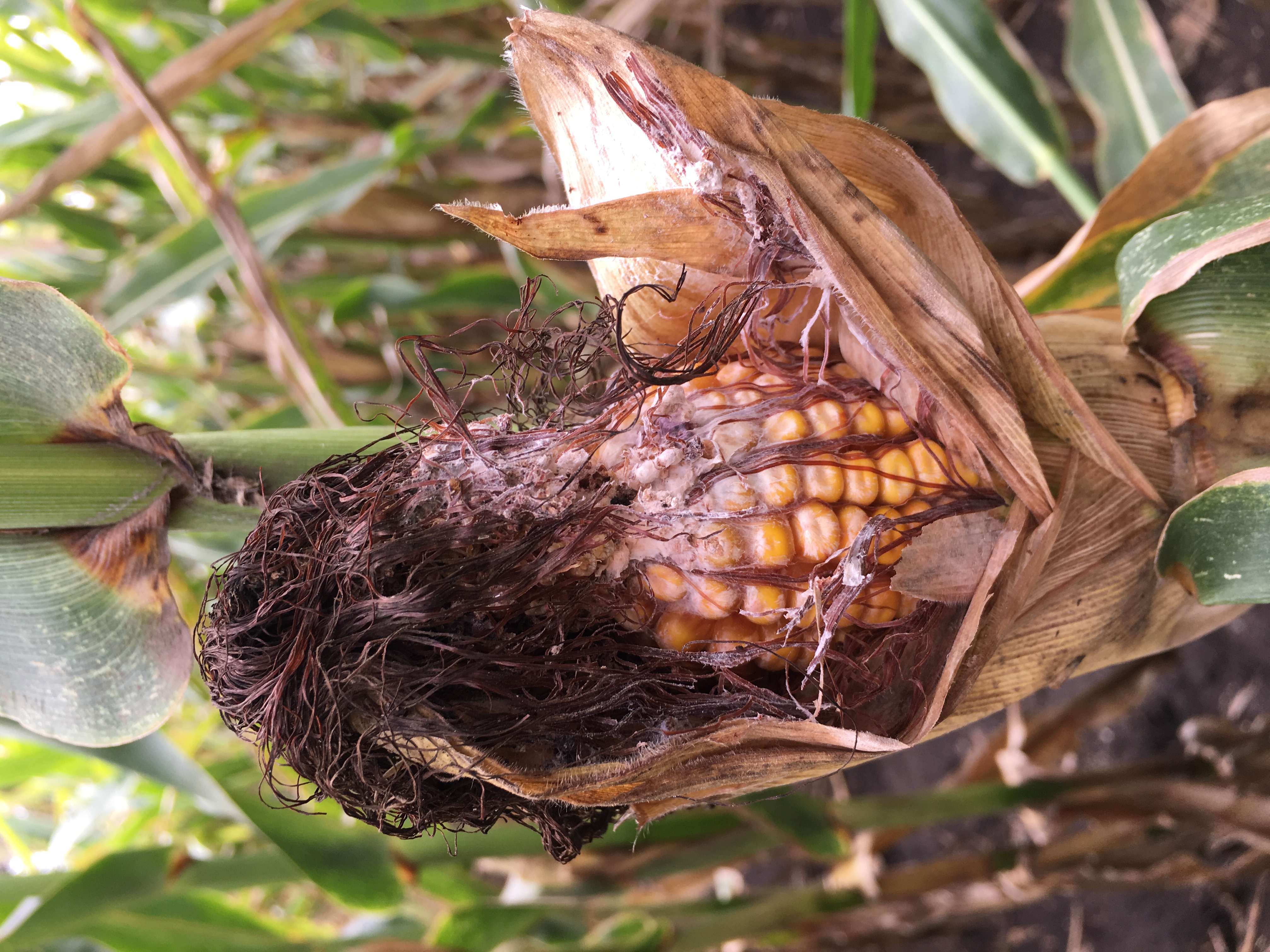 Фузариоз початков кукурузы (Розовая гниль початков) 