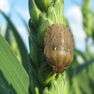 Клоп вредная черепашка