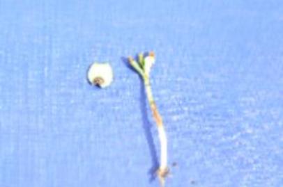 Фузариозная корневая гниль