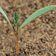 Дымянка аптечная