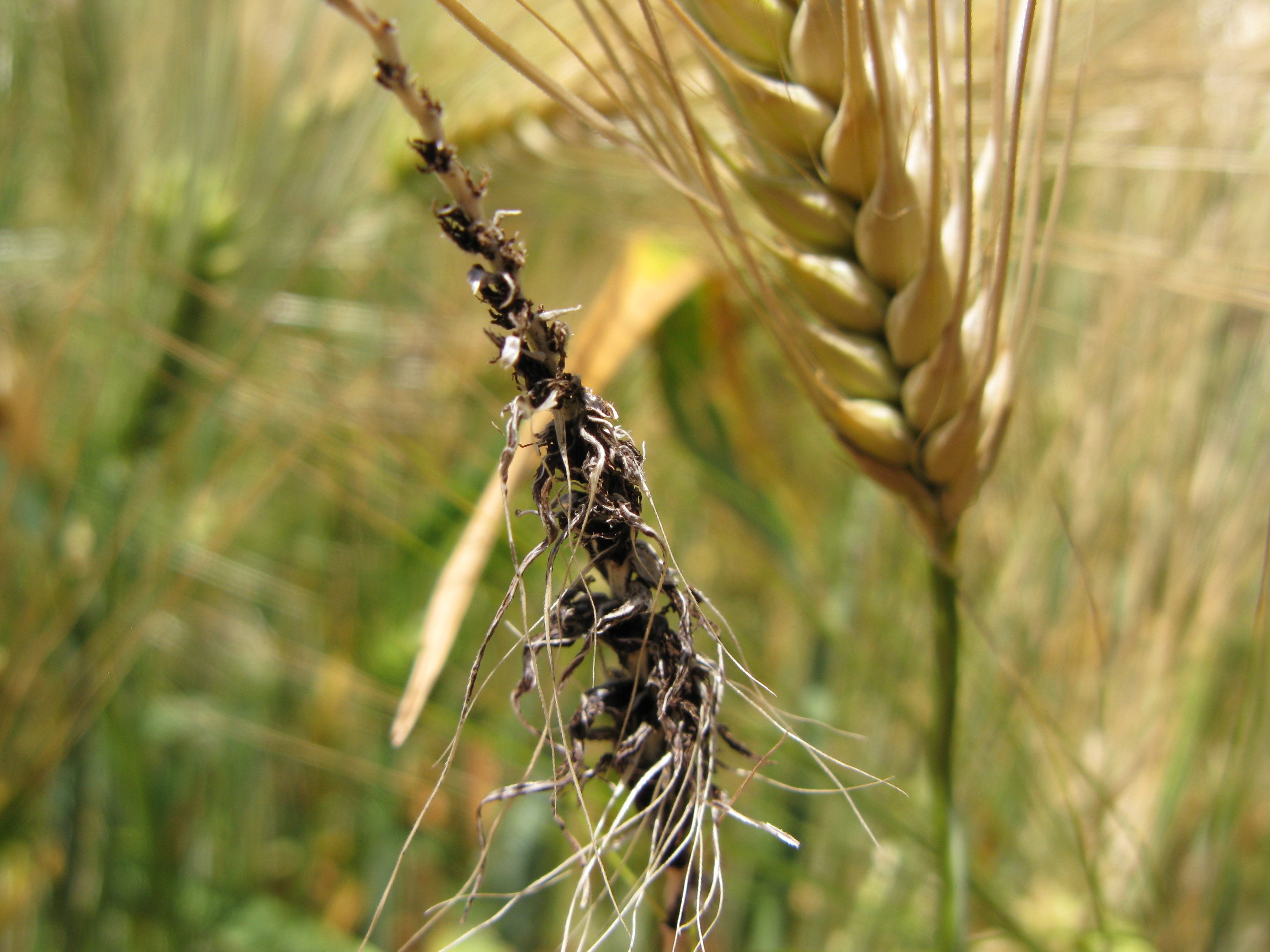 Каменная головня