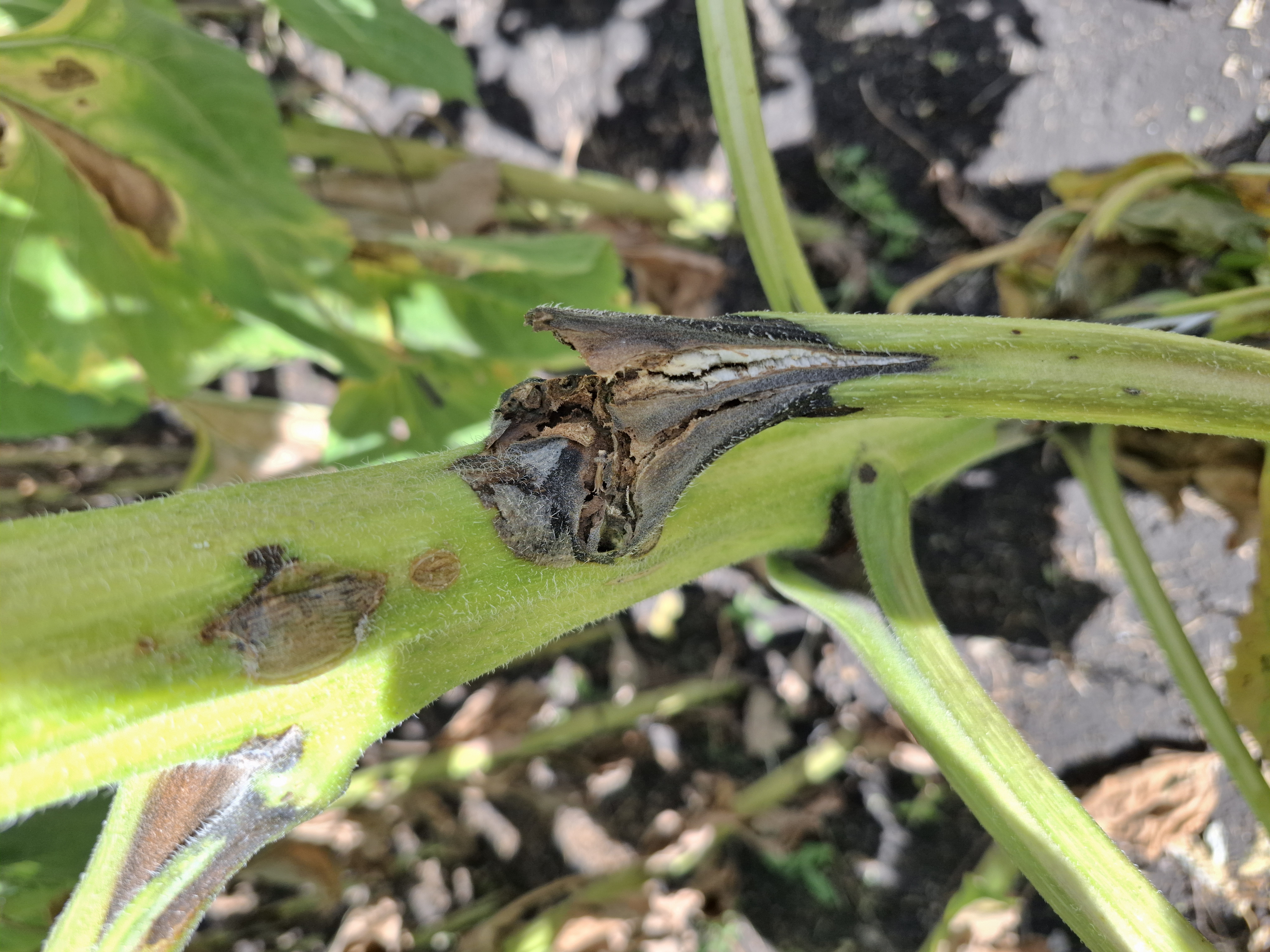 Бактериальная гниль