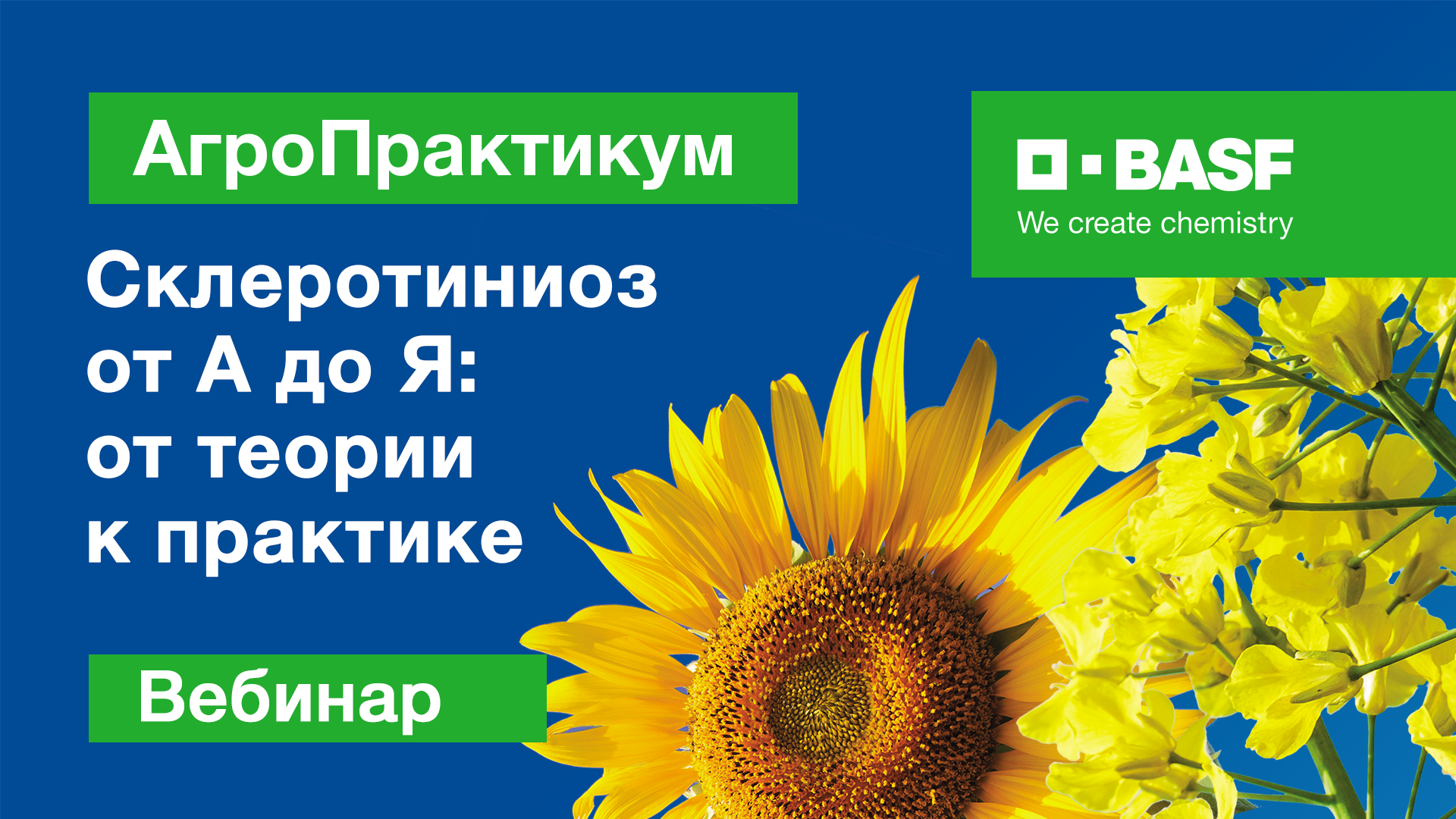 АгроПрактикум: Склеротиниоз от А до Я — От теории к практике, часть 2