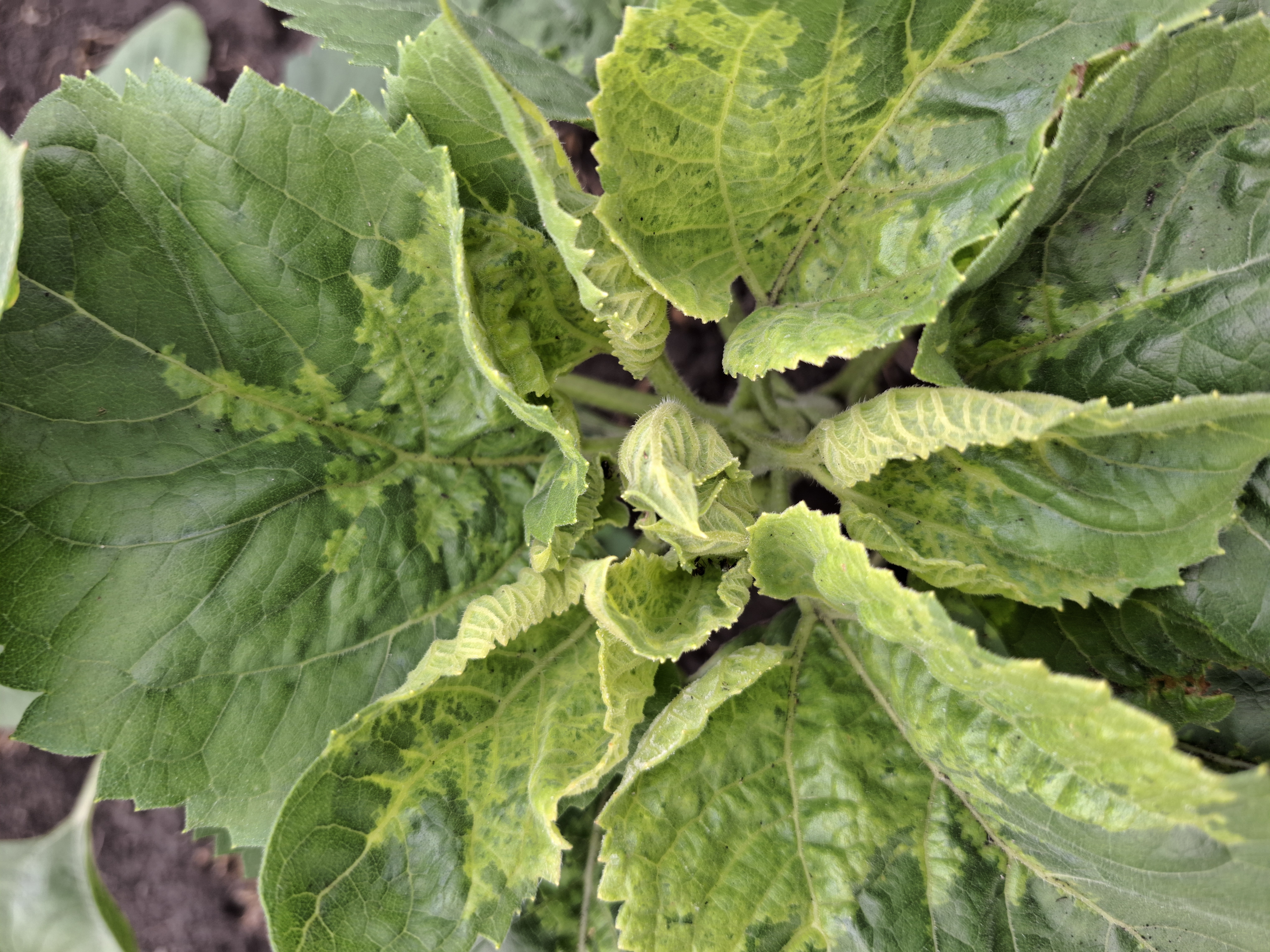 Ложная мучнистая роса (ЛМР)