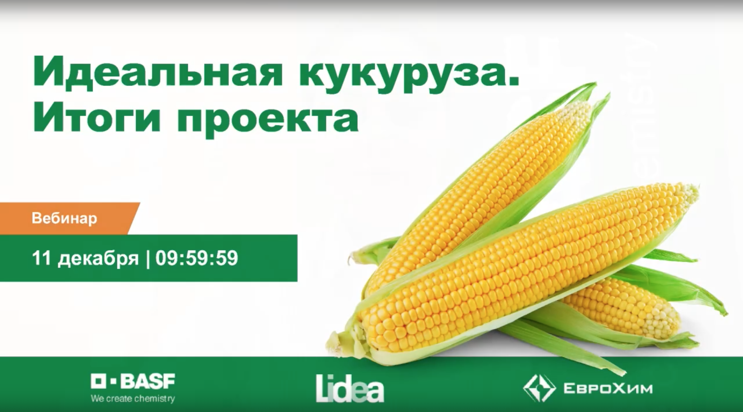 Идеальная кукуруза. Итоги проекта