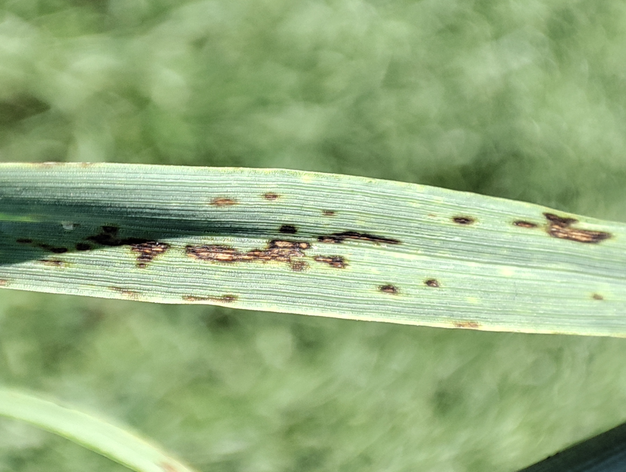 Гельминтоспориоз (Темно-бурая пятнистость)