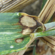 Ринхоспориоз