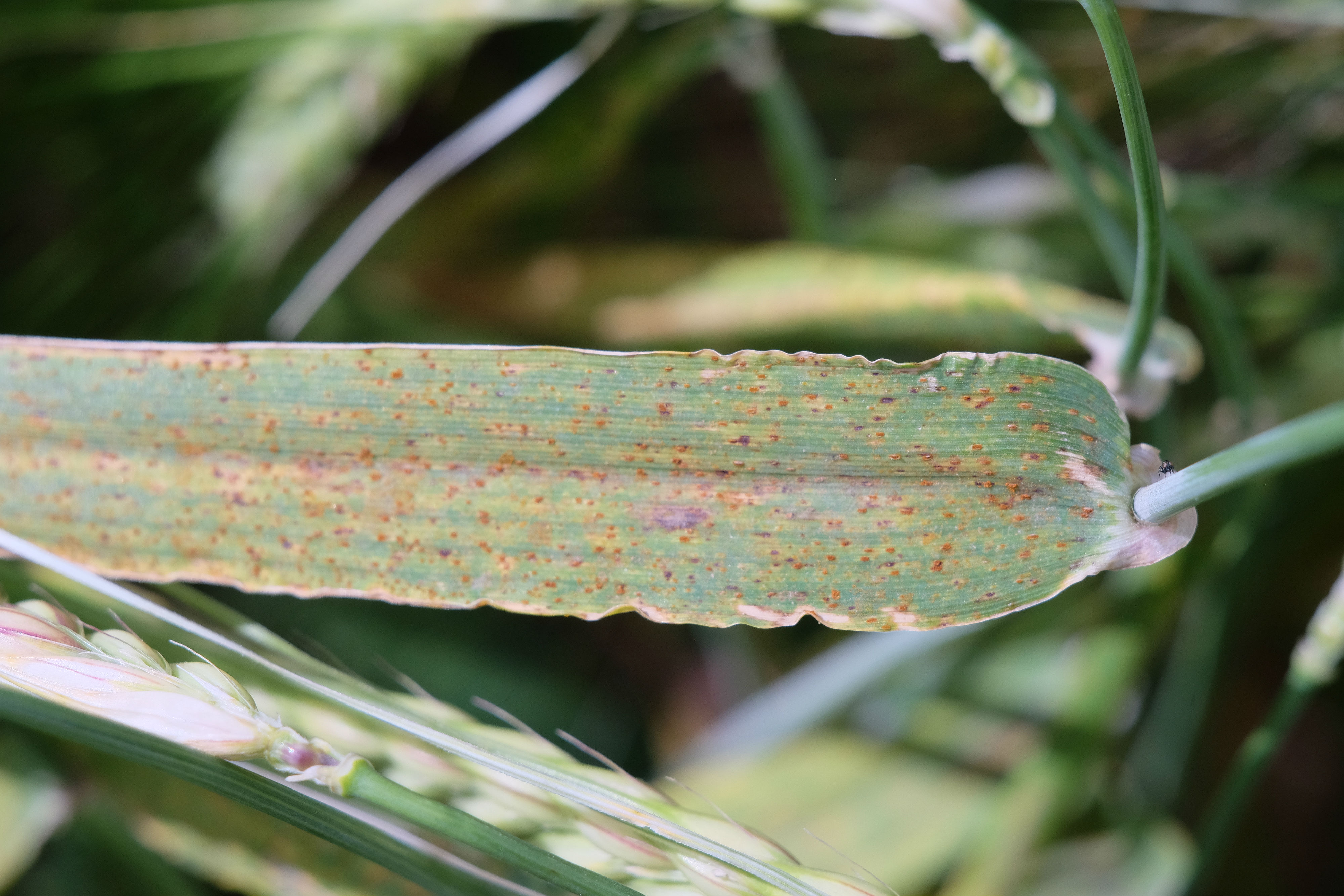 Бурая ржавчина