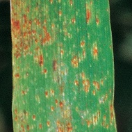 Карликовая ржавчина