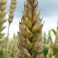 Септориоз колоса