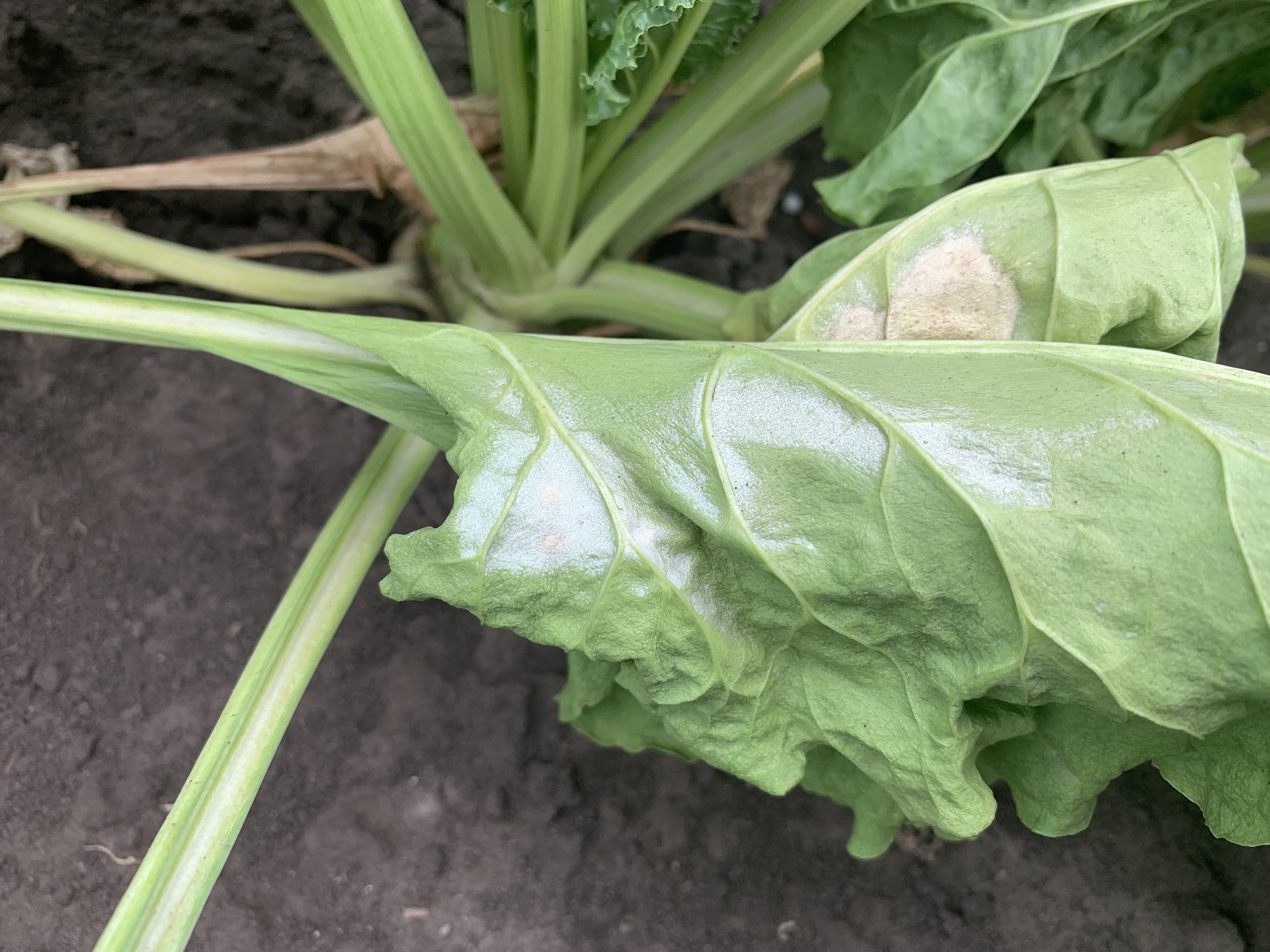 Мучнистая роса