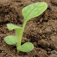 Незабудка полевая